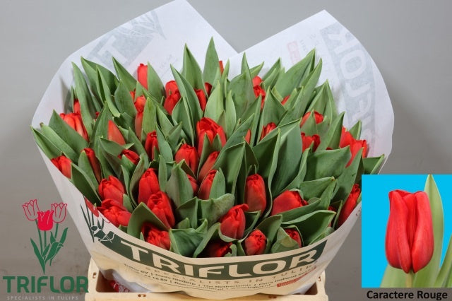 Caractèr Rouge