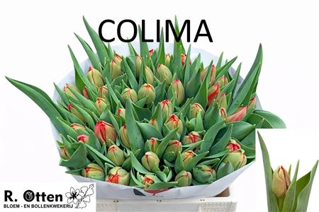 Colima