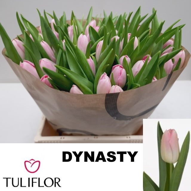 Dynasty