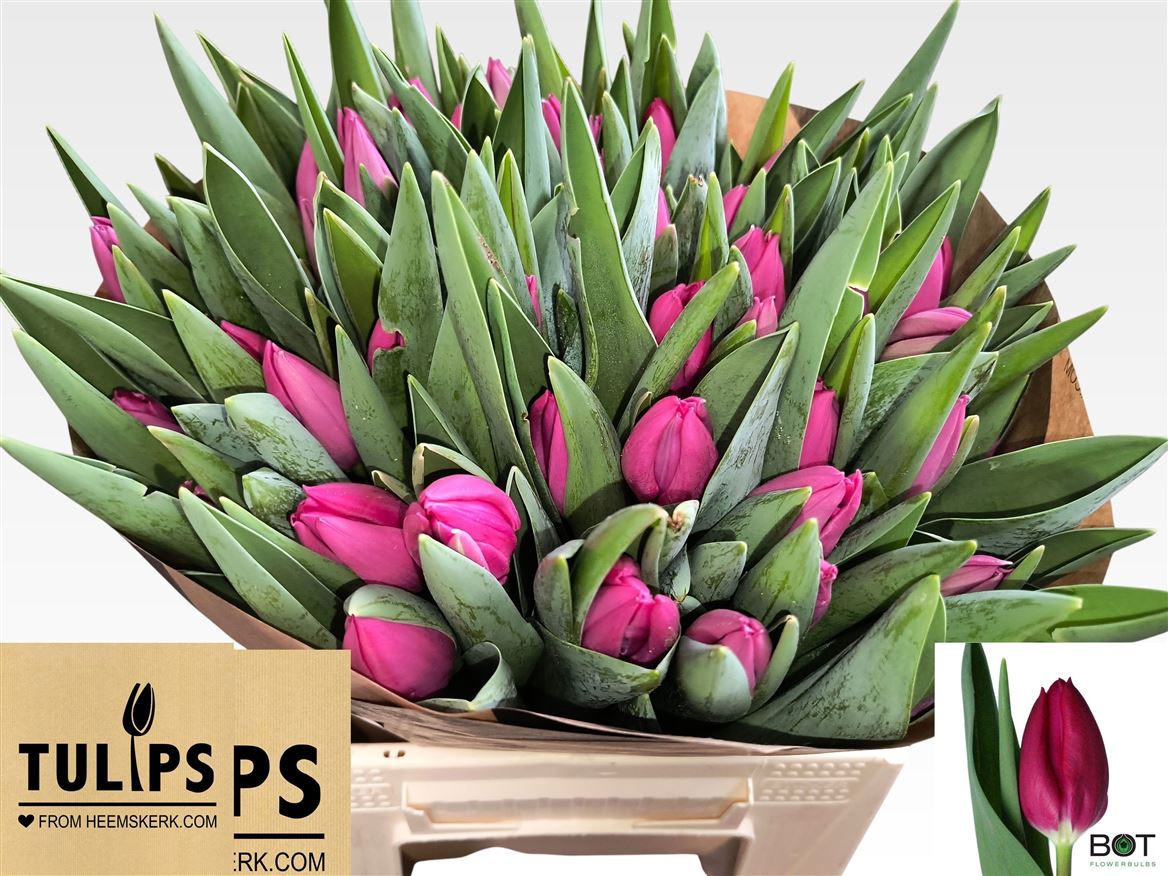 Pink Ardour