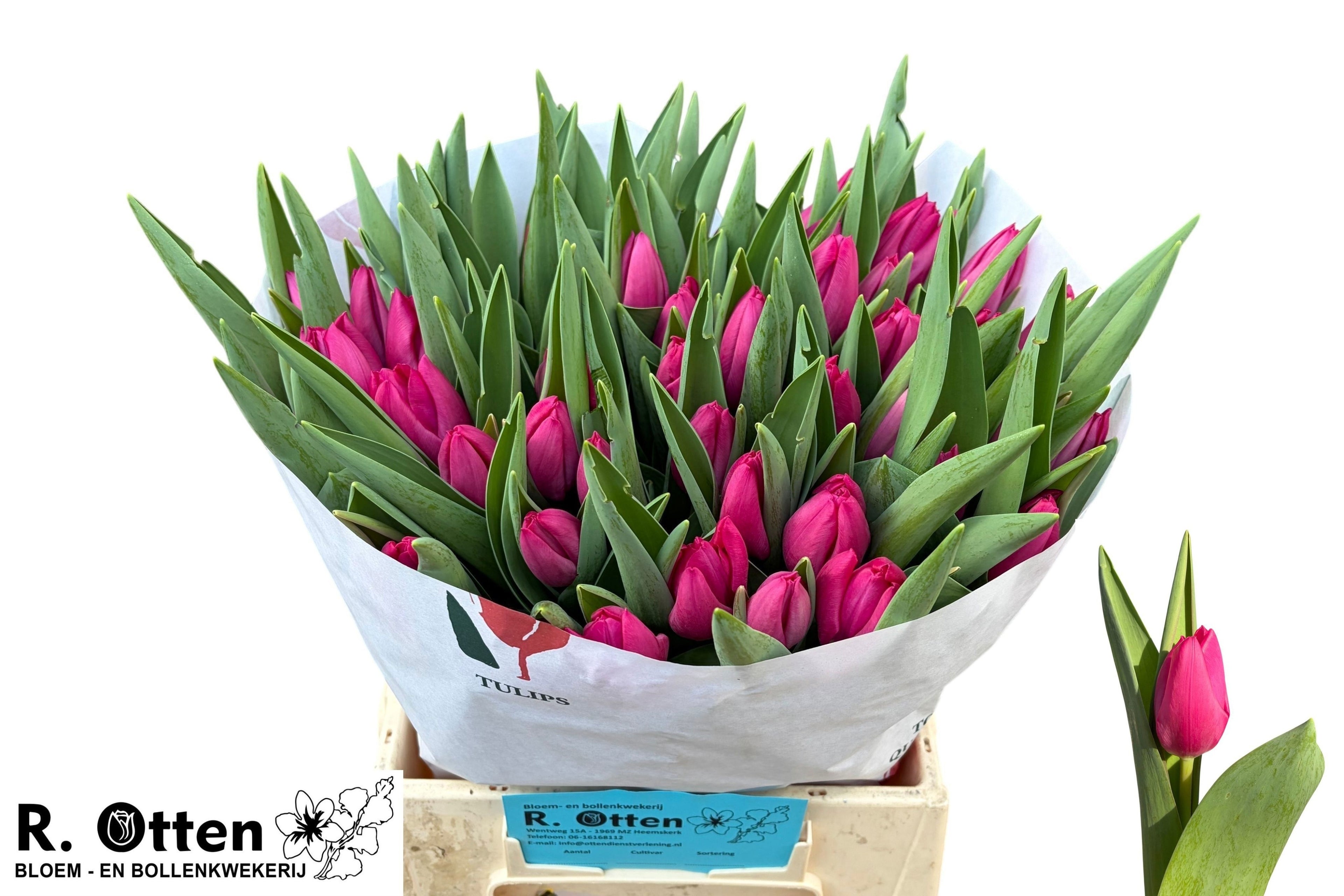 Pink Ardour