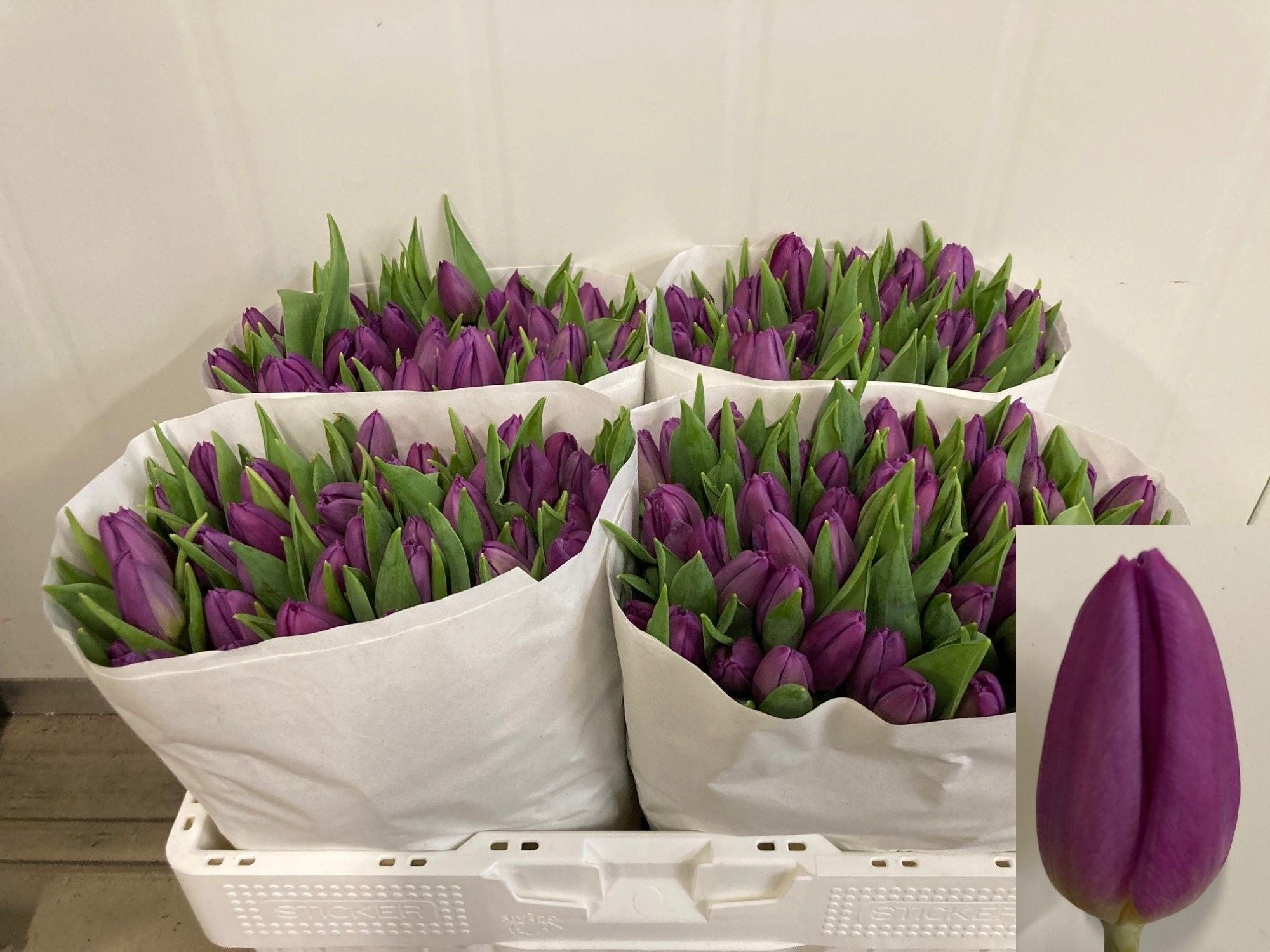 Purple Flag