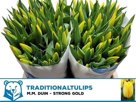 Strong Gold