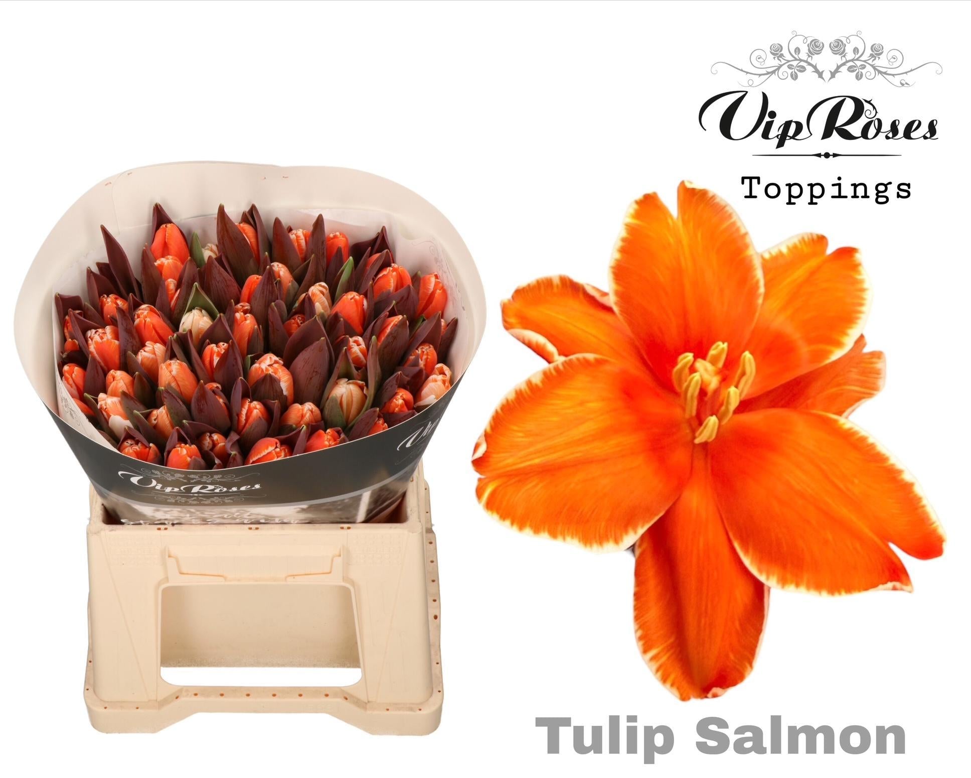Vip Salmon