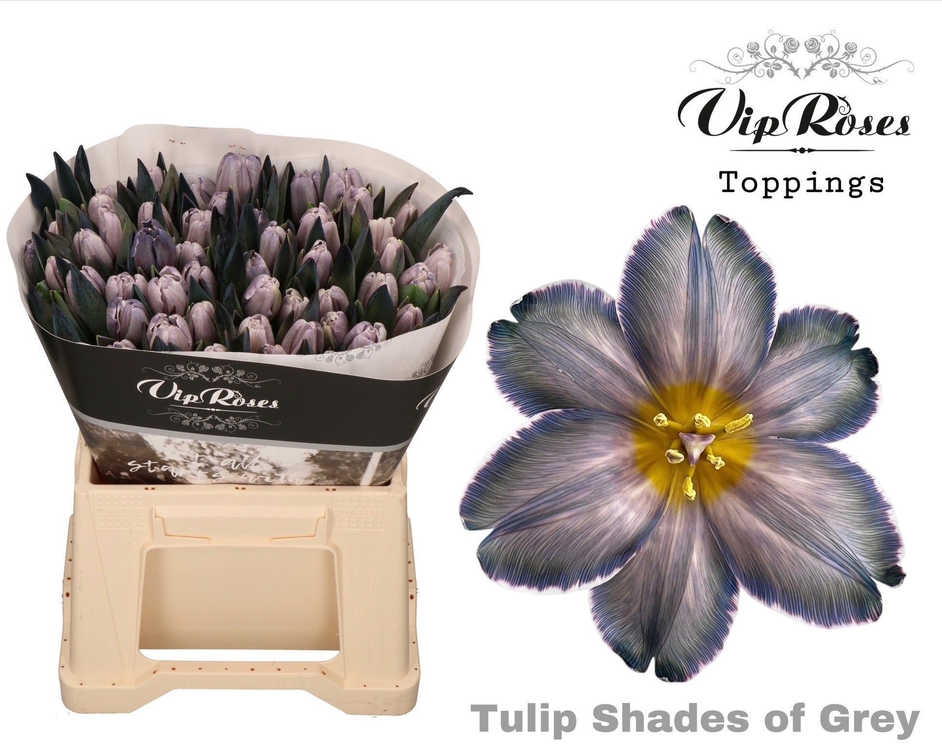 Vip Shades Of Grey