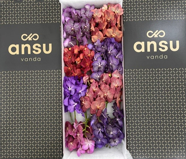 Vanda Mix X16