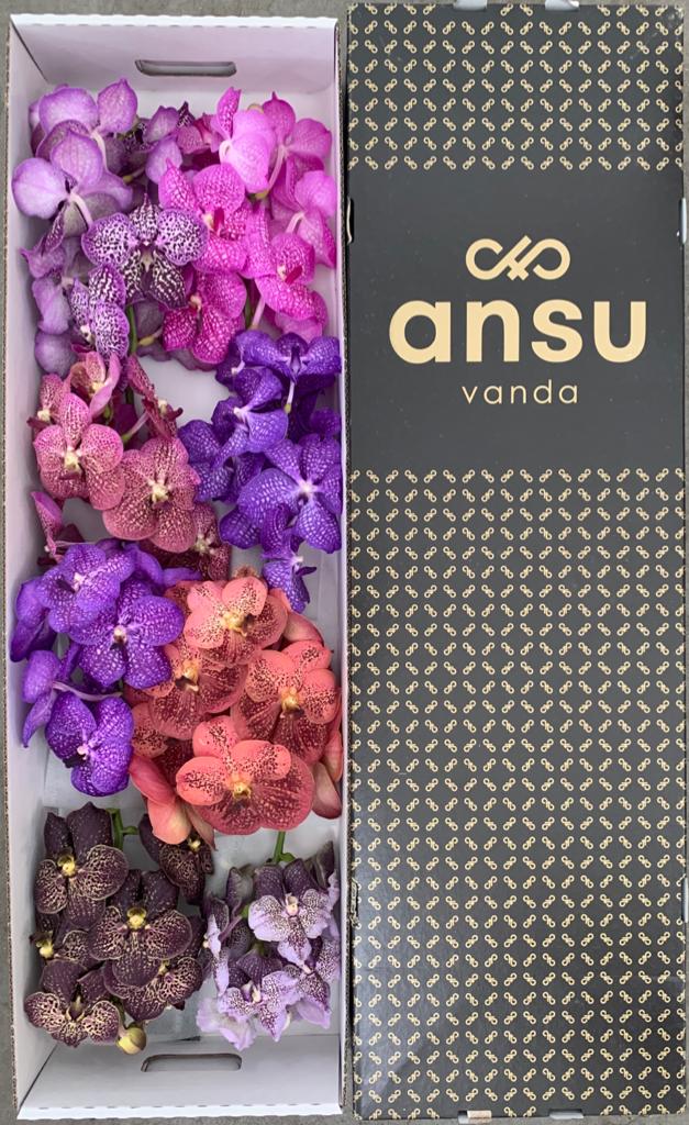 Vanda Mix X8