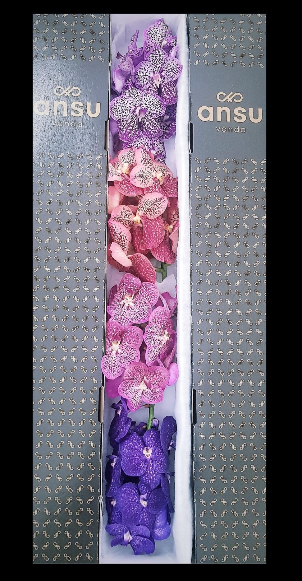 Vanda Weekmix X4
