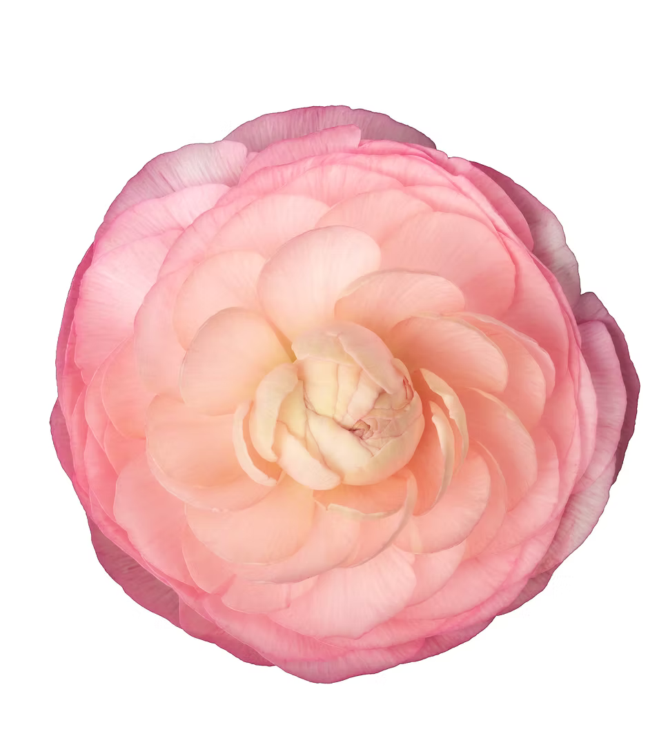 Venere