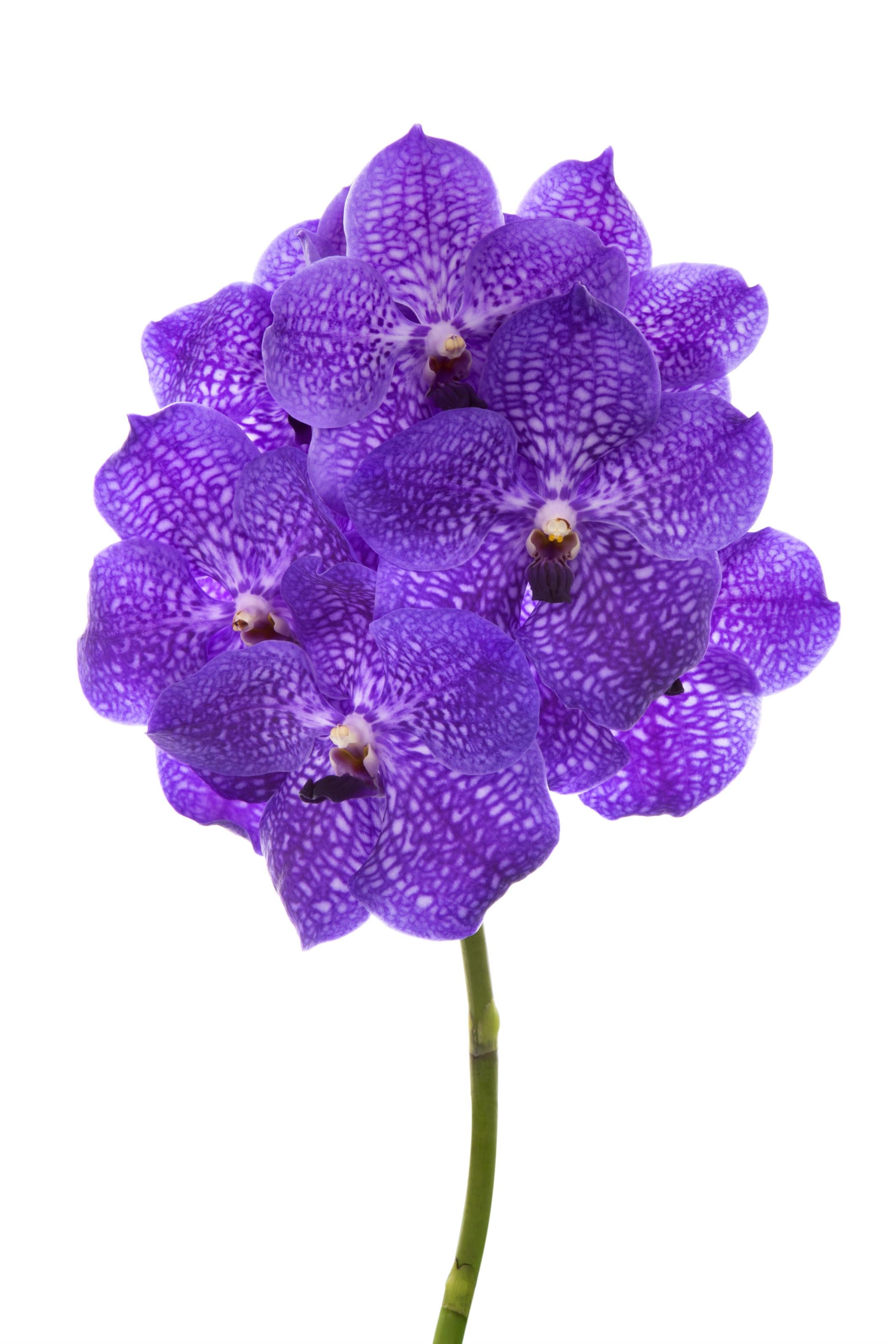 Violet Blue 83
