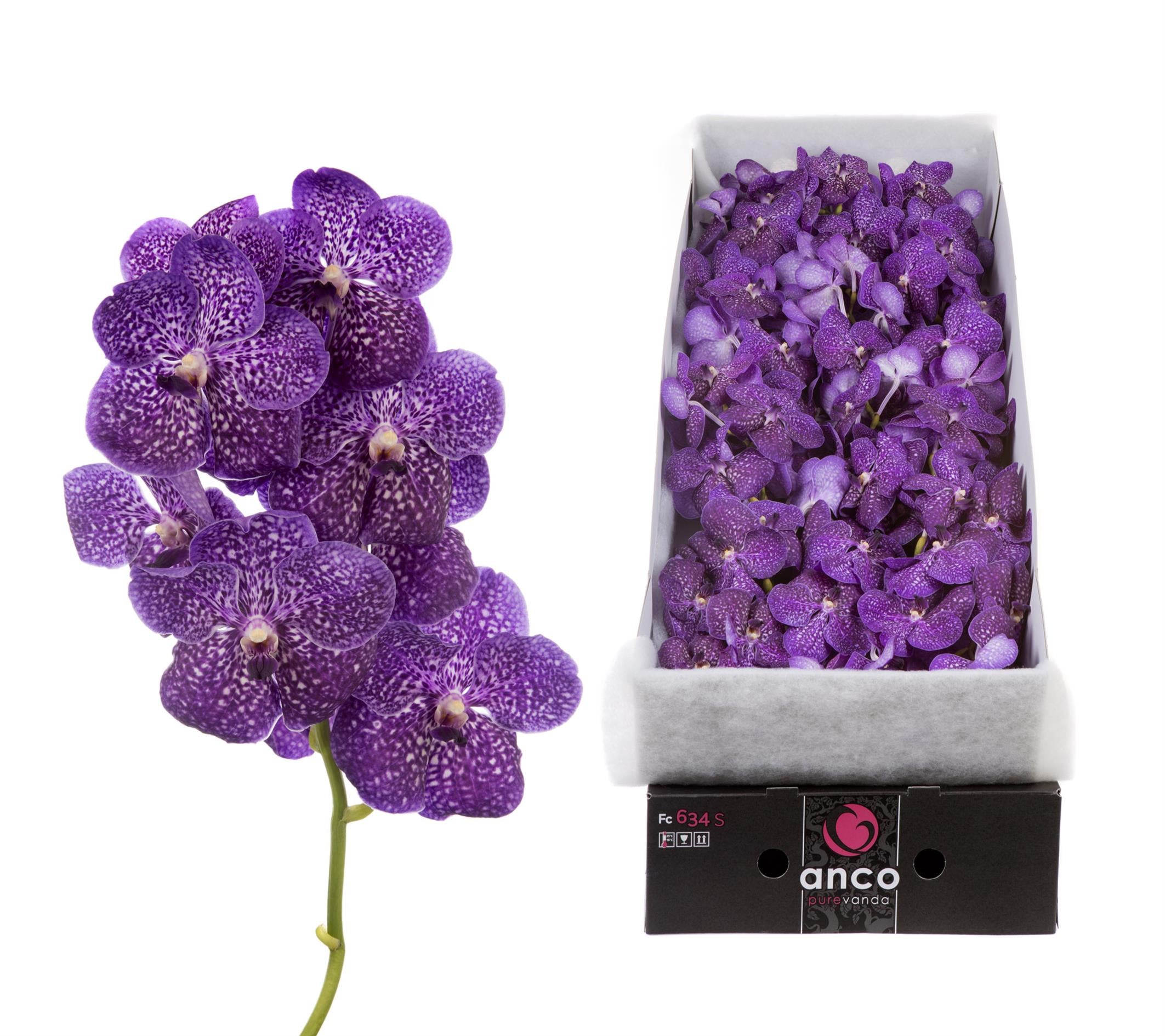 Violetta Dark X10