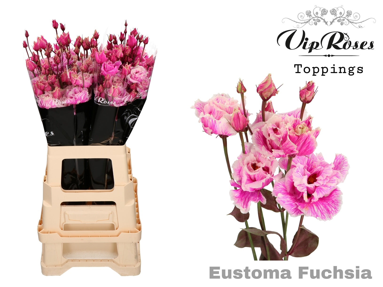 Vip Alissa Fuchsia