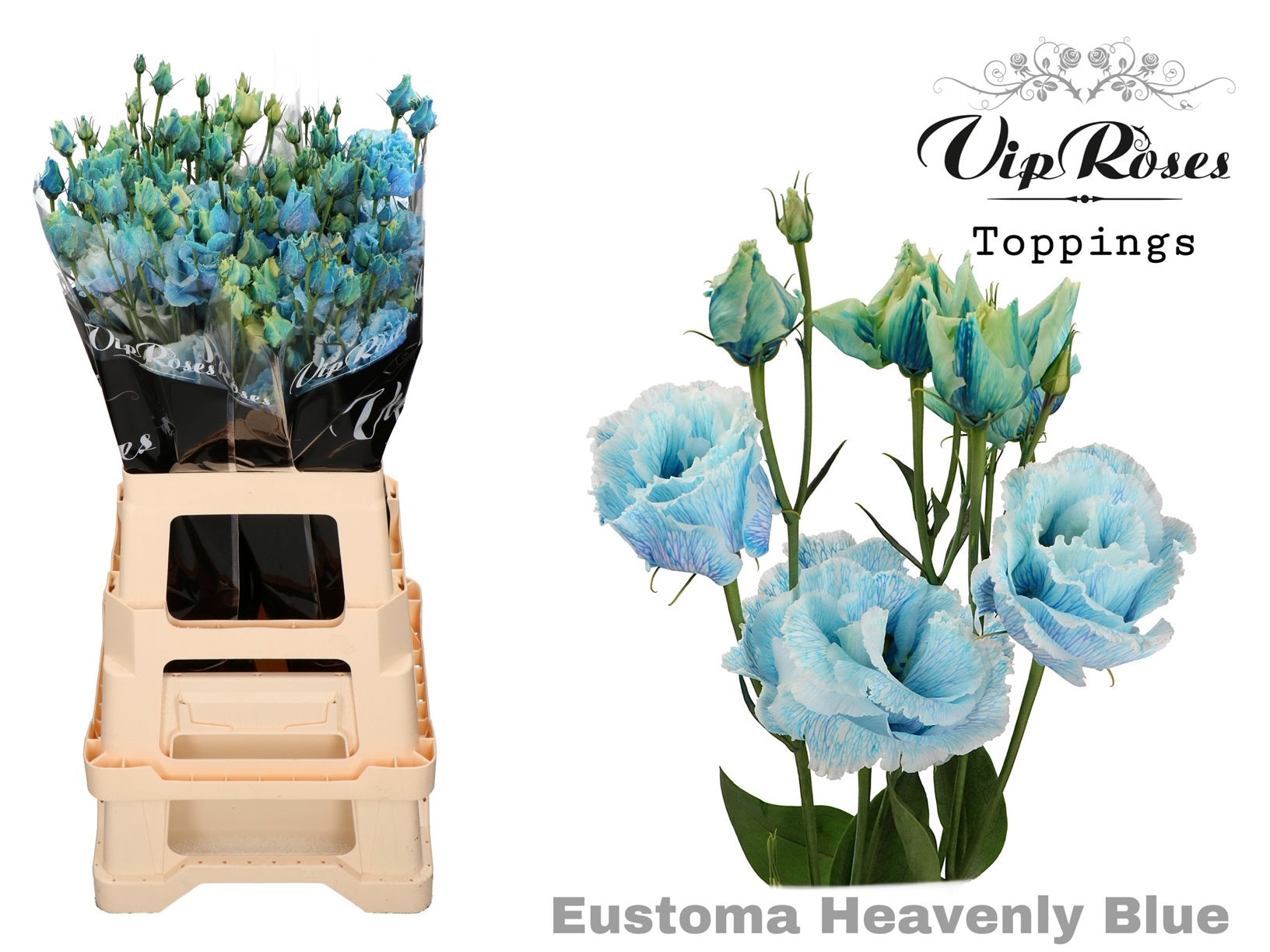 Vip Alissa Heavenly Blue