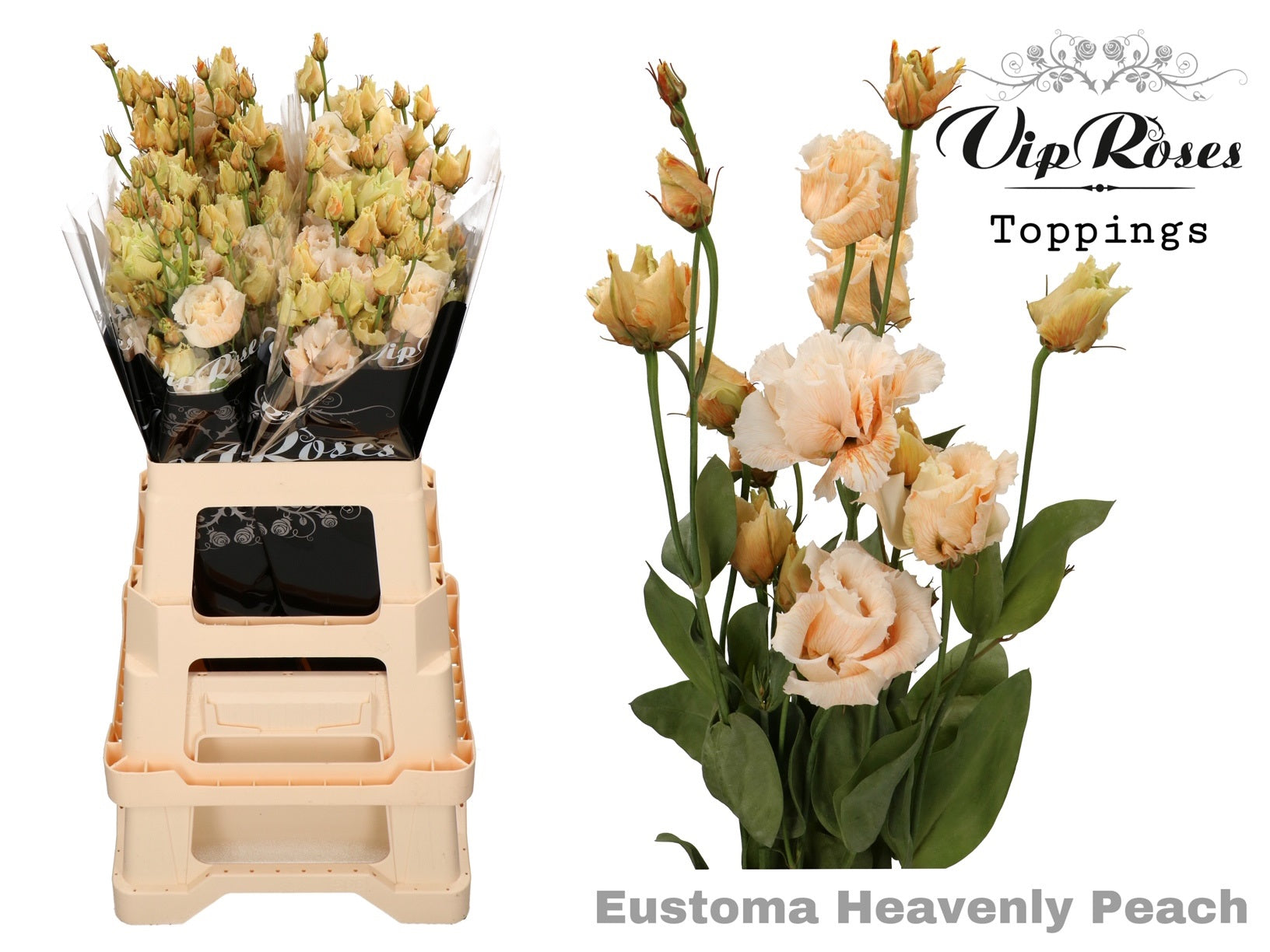 Vip Alissa Heavenly Peach