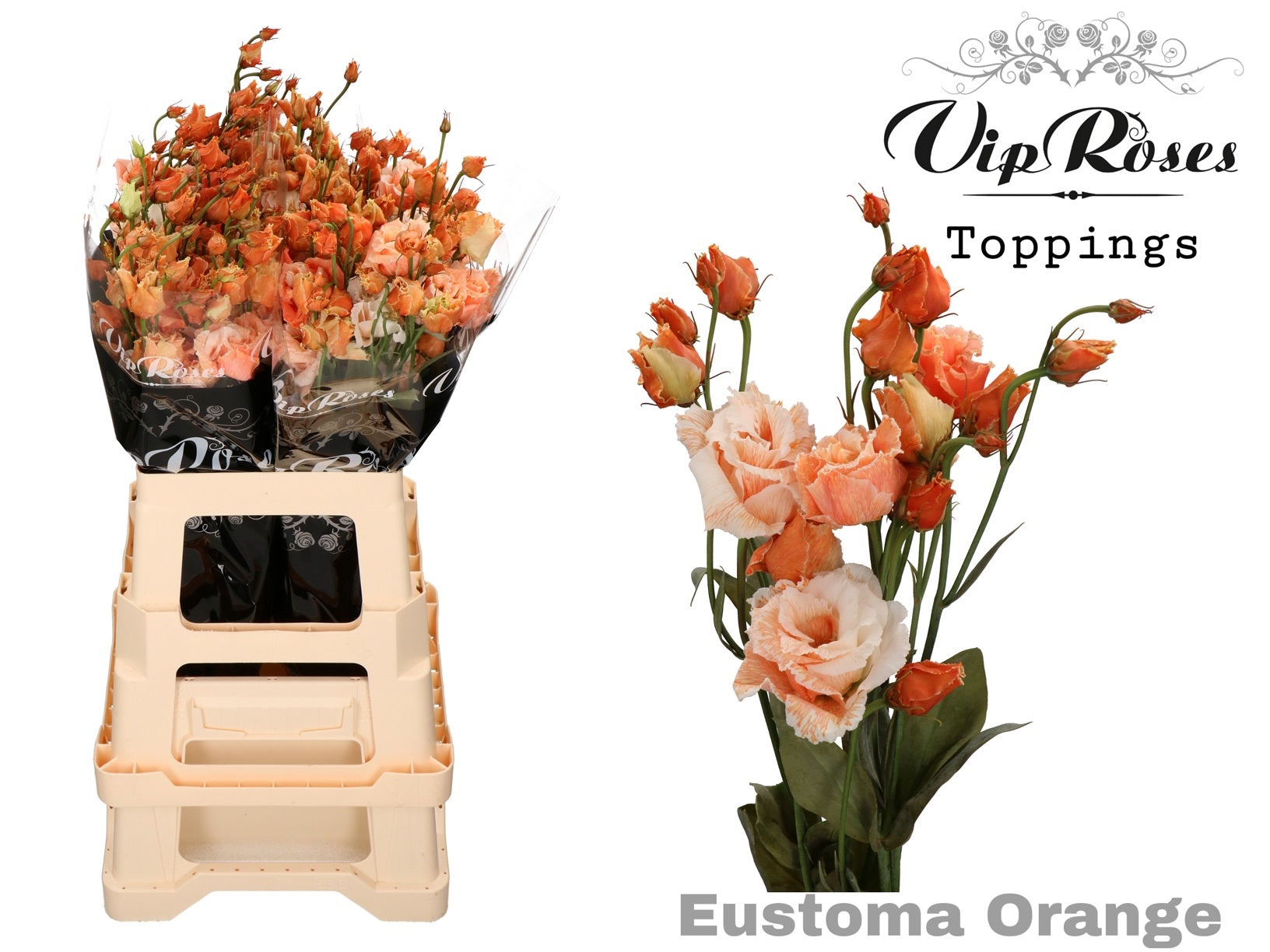 Vip Alissa Overig Orange