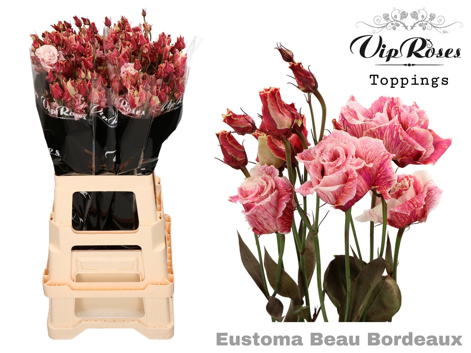 Vip Allisa Beau Bordeaux