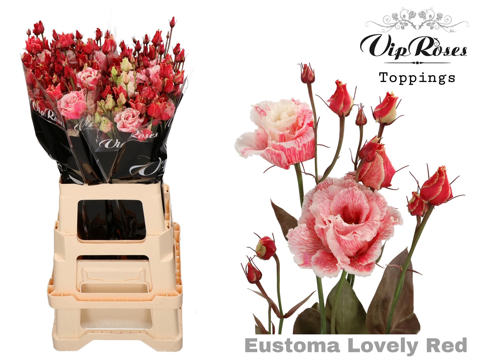 Vip Allisa Lovely Red