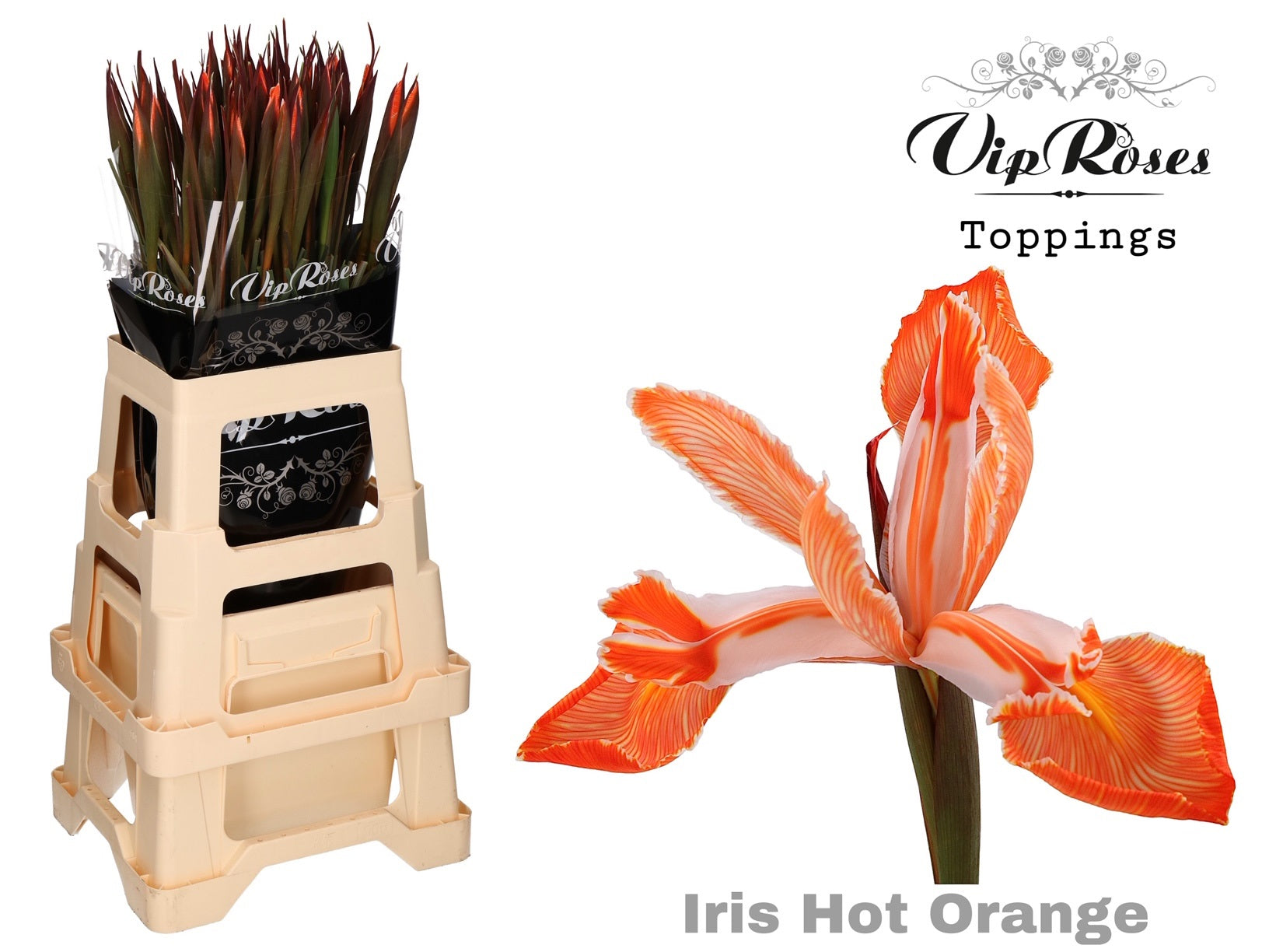 Vip Hot Orange