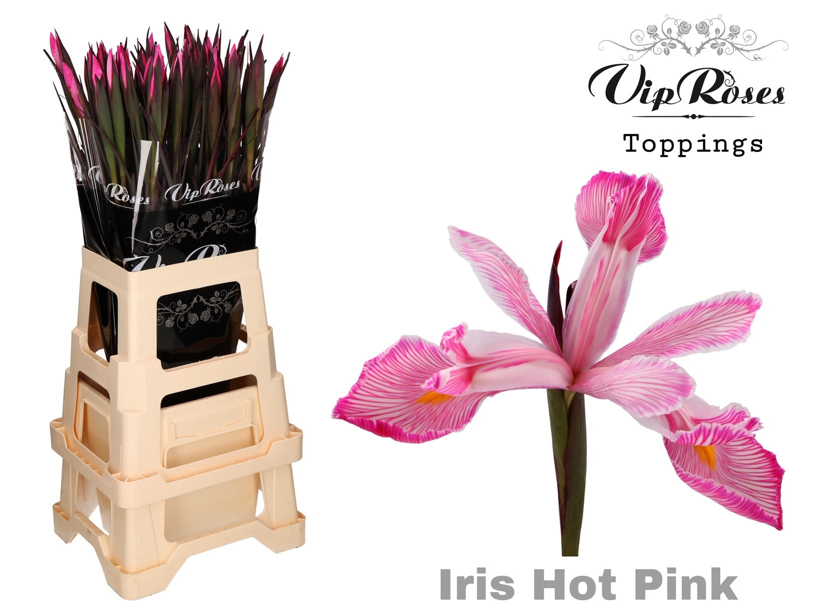 Vip Hot Pink