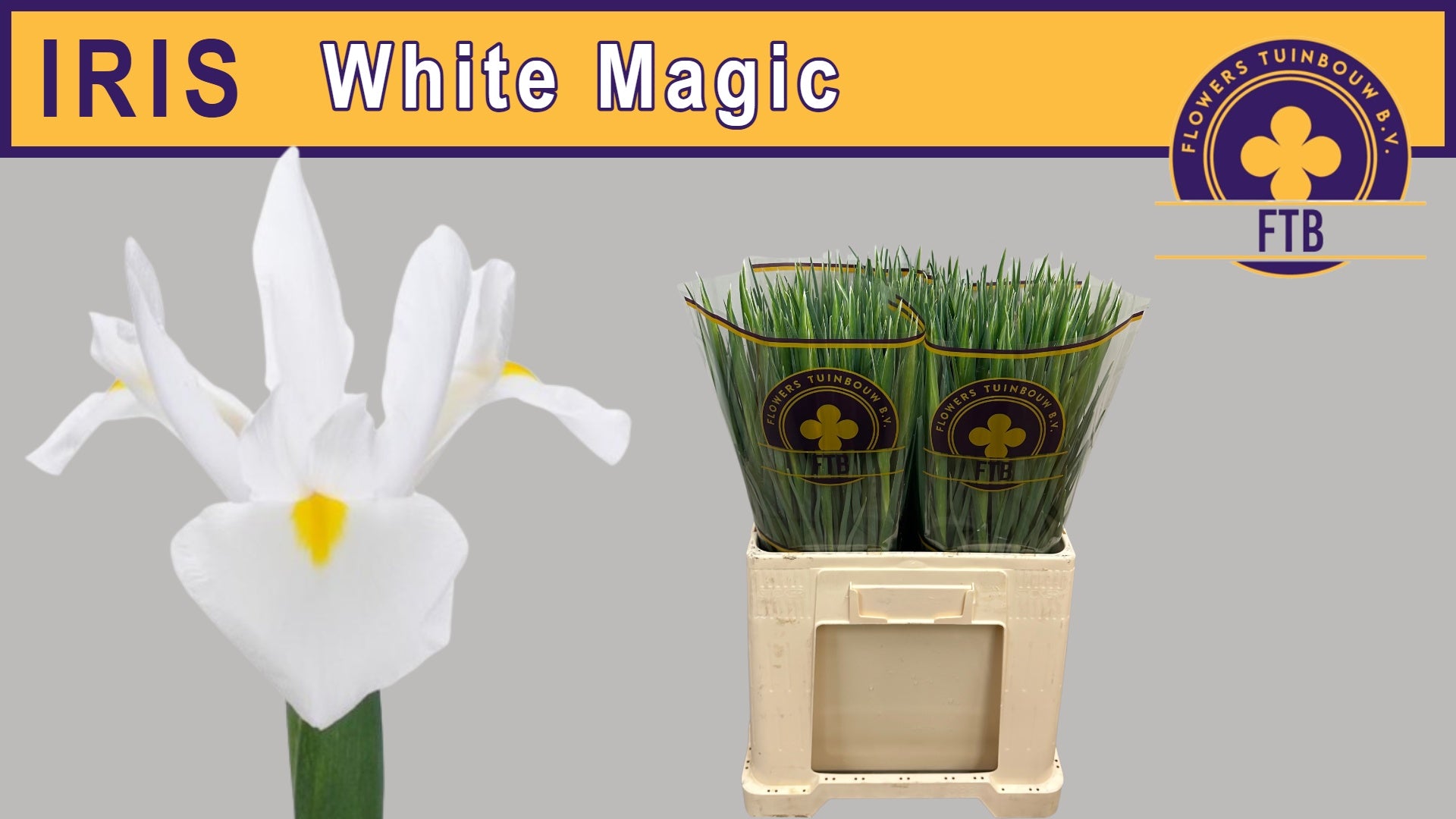 White Magic