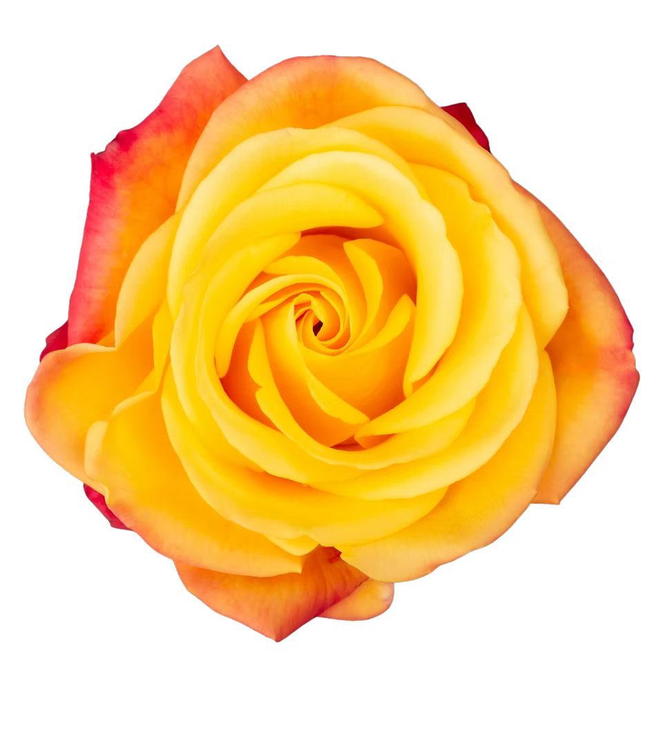 Yellow Crush