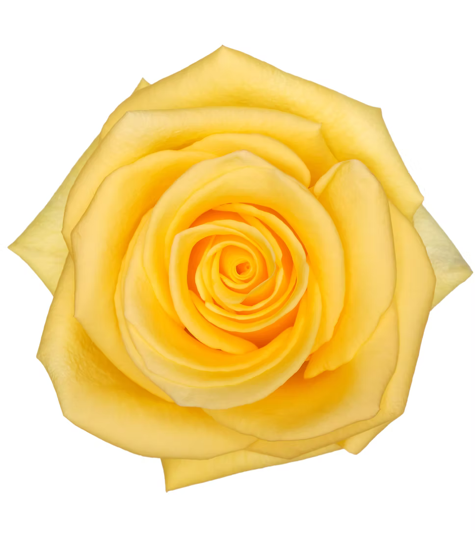 Yellow Winner
