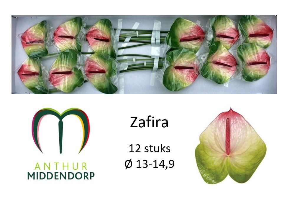 Zafira